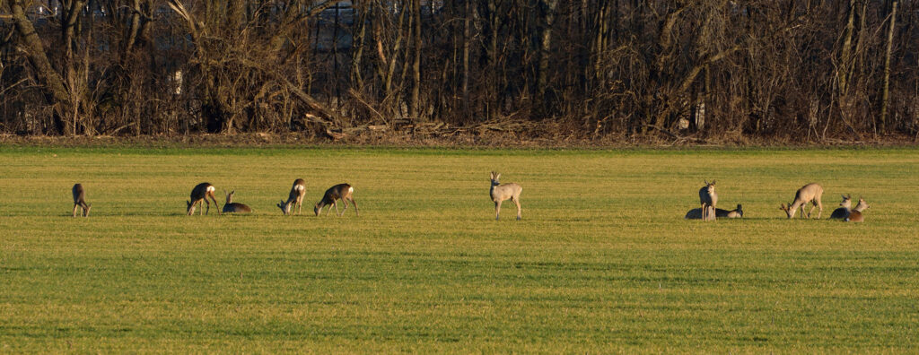 deer-food-plots